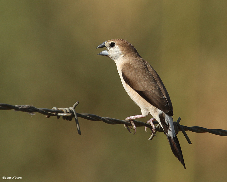   Indian Silverbill Lonchura malabarica  ,The Btecha ,September 2010 Lior Kislev       